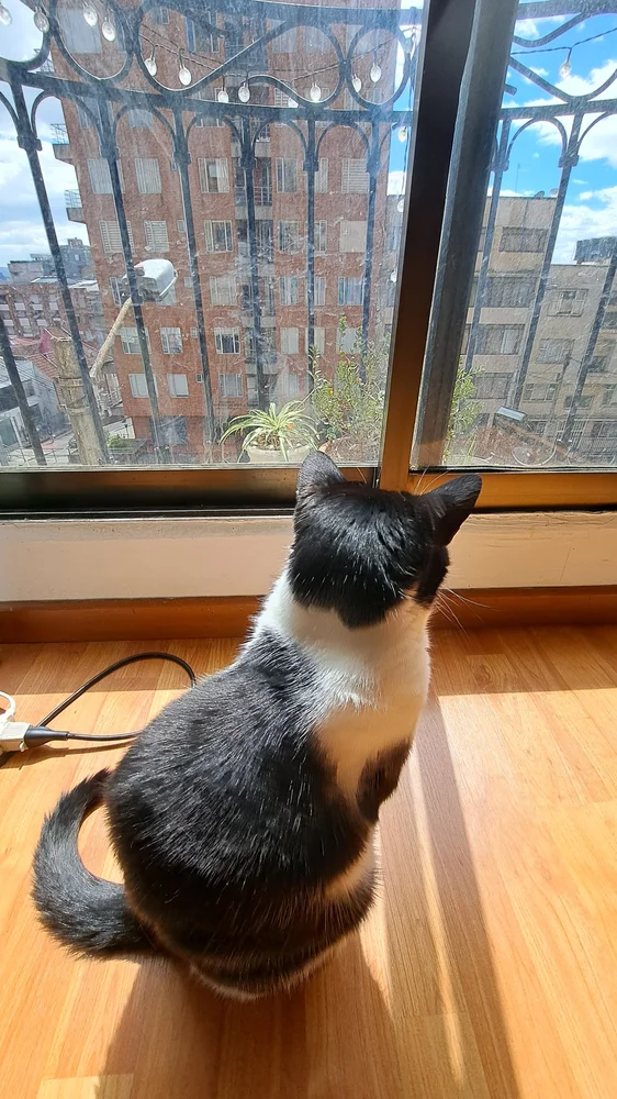 Basic Angles - Cat Back View