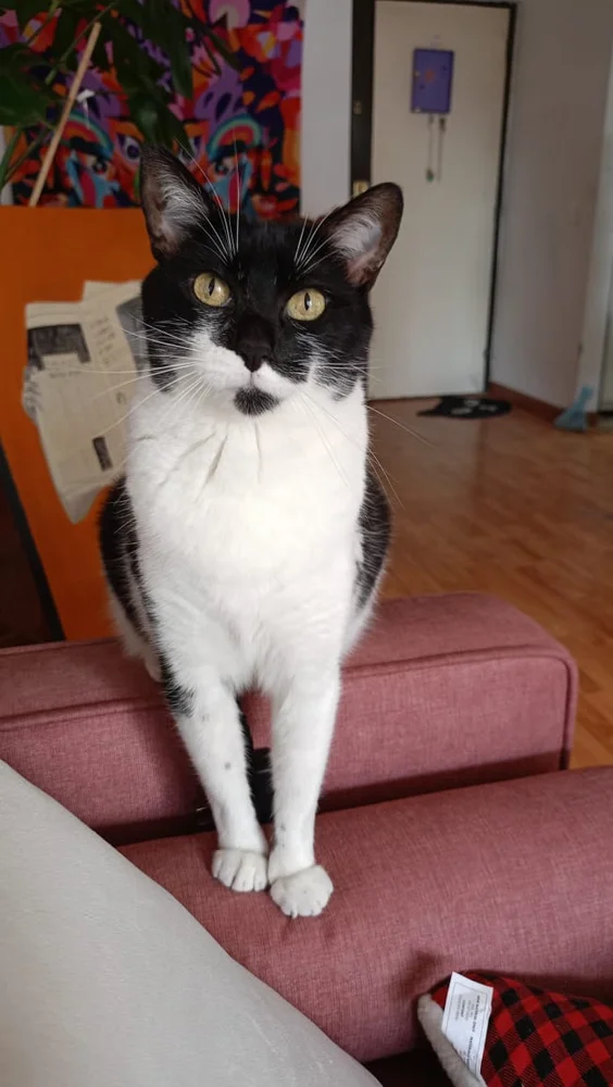 Basic Angles - Cat Front View