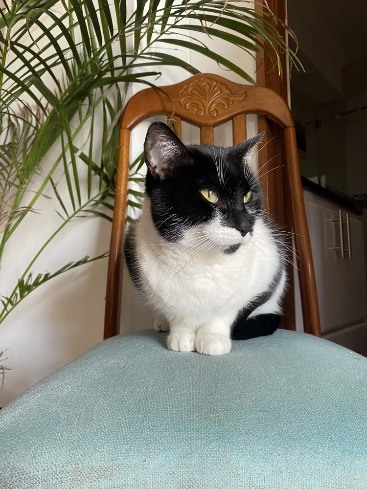 Basic Angles - Cat Side View 1