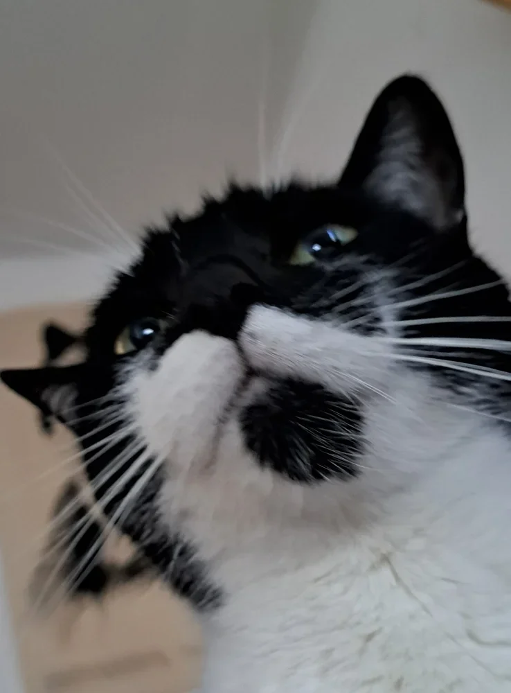 Unique Features - Black Patch on Chin