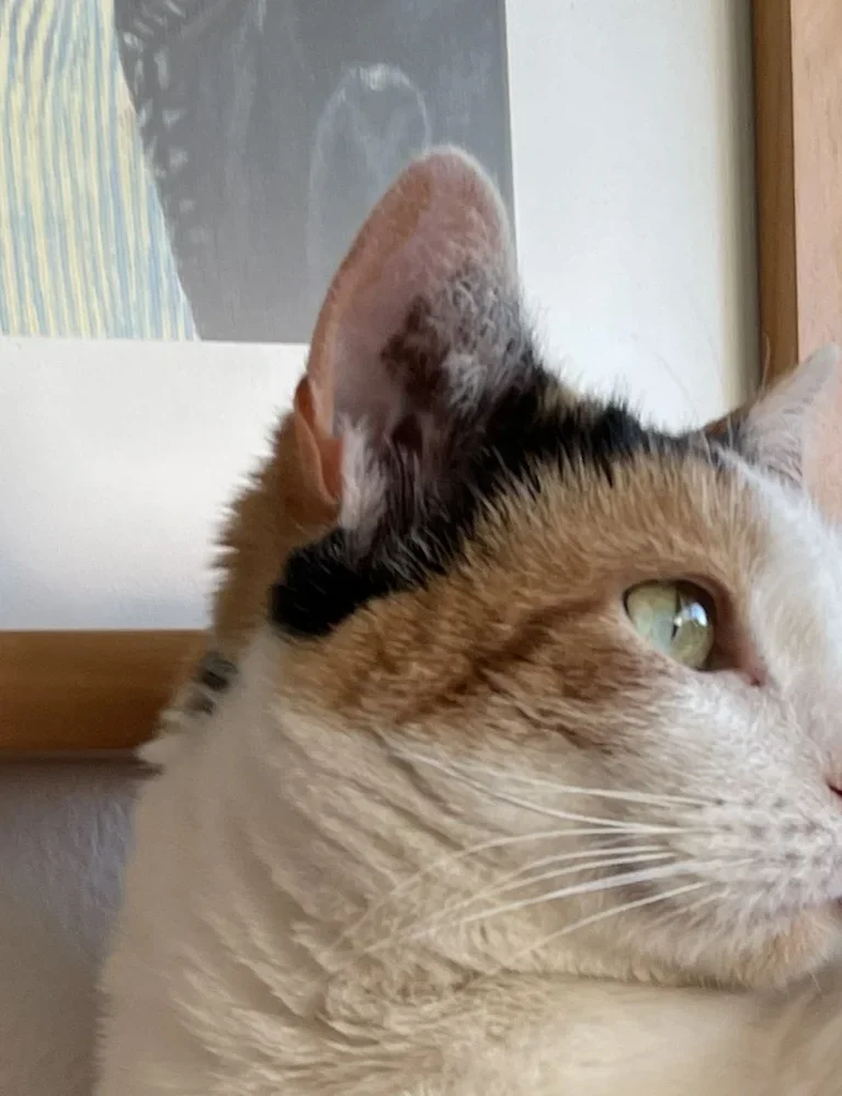 Unique Features - Brown Marking Below Eye